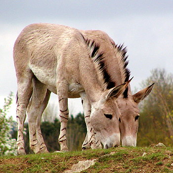 Osel somálský