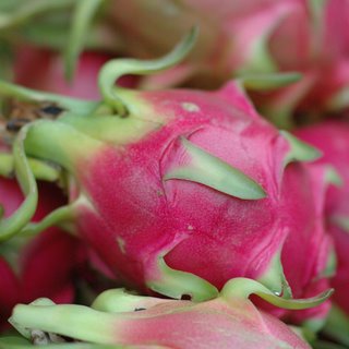 Dragon fruit