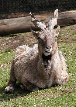 Koza šrouborohá