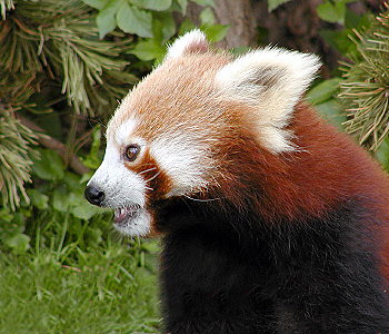 Panda červená